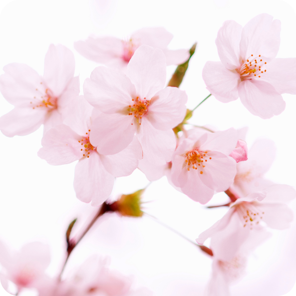 Floral & Fresh Wax Melt Collection – Clean, Calm & Beautifully Balanced Scents